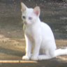 catzyyaa 的头像