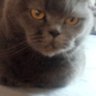Doodles's profile picture