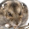 uit de familie Cricetidae's profile picture