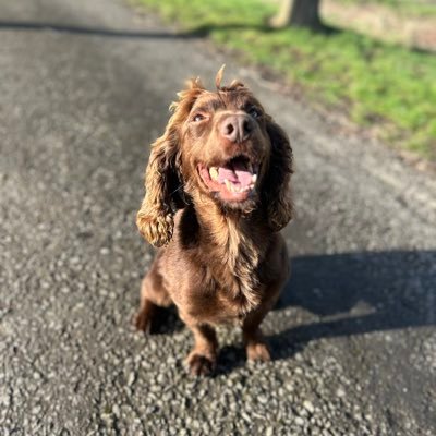 WYPDogs's profile picture