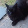 Profilbild von Un gato callejero llamado Adolfo