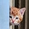 Profilbild von てん_eye
