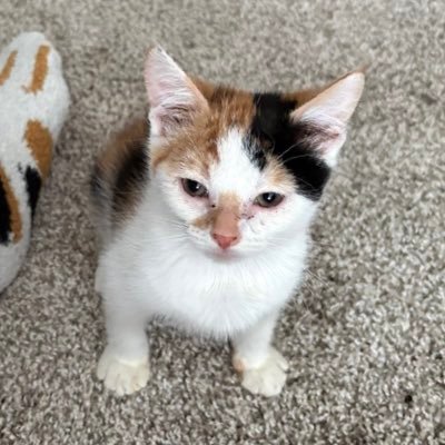 doxie_gay's profile picture