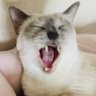 Фото профиля あっこ(猫未満)