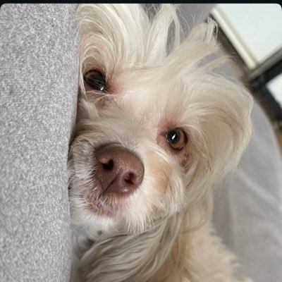 bella 🦴's profile picture