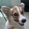 Gercélia Silva's profile picture