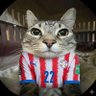 gatoparaguayo profil fotoğrafı