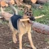 K9Tracker's profile picture