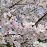 Фото профиля そこらへんに咲いてる一般桜