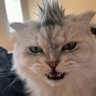 Johan Sebastian profil fotoğrafı