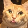 あんふぃー's profile picture