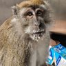 Milk Monkey 的头像