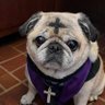 TheTexasPugman🇺🇲✝️ 的头像