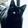 Profilbild von 10_01🐾高市やめさそ・自民党は解体🐾