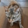 タマくん 的头像