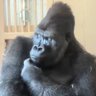 LordKale profil fotoğrafı