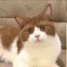 KucingGarong😾 profil fotoğrafı