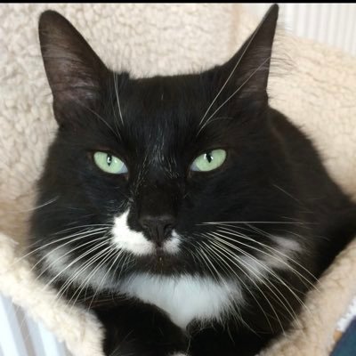 D.V. Catt's profile picture