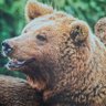Braunbär 的头像