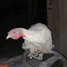 Profilbild von Lola Barbuta
