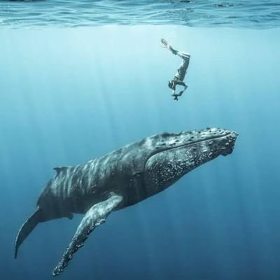 blue ocean's profile picture