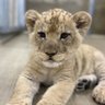 Profilbild von Baby Lion