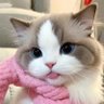 จย ✨ jooya profil fotoğrafı