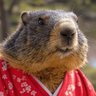 かぴだんご's profile picture