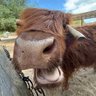 ILoveCows profil fotoğrafı