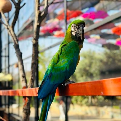 Amalcumx's profile picture