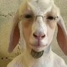 franni's profile picture
