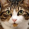 しお@猫好き CAT LOVE🐾👣⸒⸒'s profile picture