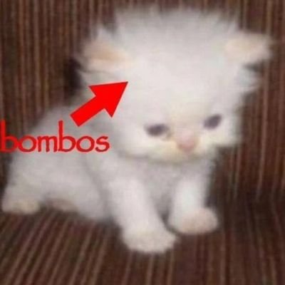 Kedi Ülkesi's profile picture