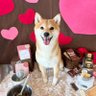 Profilbild von みちねこ
