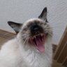 ちやこりゃ profil fotoğrafı