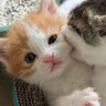 Manduiwas profil fotoğrafı
