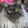 Maine Coon Mansion 🐾's profile picture