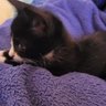 Фото профиля cat with boots