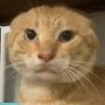 Willow Meyers's profile picture