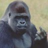 Profilbild von ABasedApe