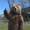 Фото профиля Bear