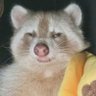Rascal's profile picture