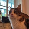 Фото профиля Meow
