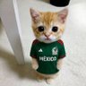 largateToroeIbañez's profile picture
