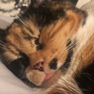 제스,࿊'s profile picture