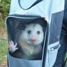 Totally Not Possum Extremist's profile picture
