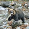 ヒグマおじさん🐻 的头像