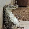 MisElaineous profil fotoğrafı