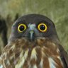 ならえもん profil fotoğrafı