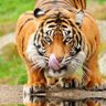 op profil fotoğrafı